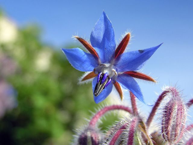 The Blue Borage, or "Starflower", is an edible flower unlike Hemlock.