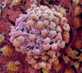 Human Embryonic Stem Cell