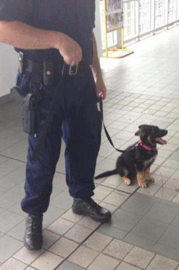 Officer Wilson in training3