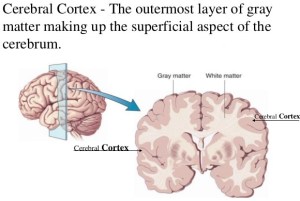 CerebralCortex1 - Copy