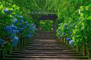 Temple bells die out. The fragrant blossoms remain. A perfect evening! - Bashō