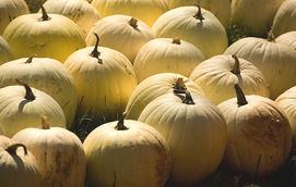 pumpkins in late afternoon - albinos