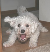 Barking-Dog-cdedbdme