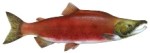 Sockeye Salmon - SML spawning male