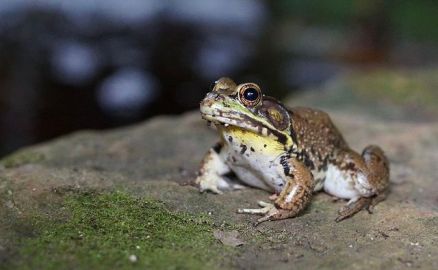 Young male America Bullfrog ~ Williamsplex via Wikipedia