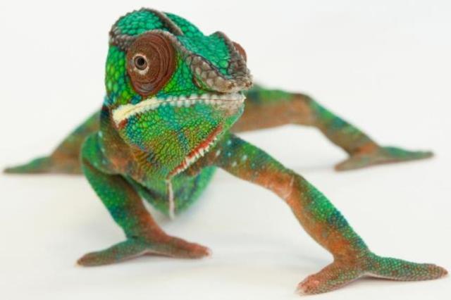 Chameleon (Furcifer pardalis) Lincoln Childrens Zoo