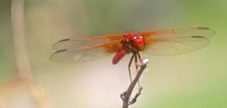 red dragonfly