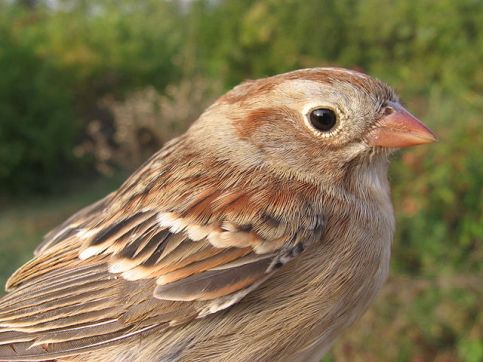 Head of Field Sparrow Spizella pusilla, Lexington, Kentucky, by PookieFugglestein, via Wikipedia