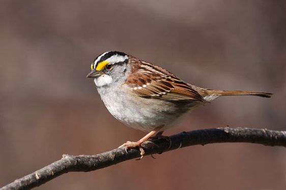 White-throated Sparrow (Zonotrichia albicollis), bu Cephas, via Wikipedia