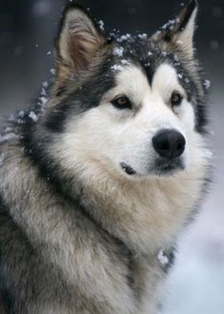 Alaskan Malamute - head