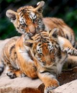 amur-tiger cubs