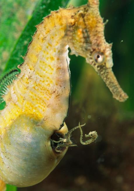 Baby Seahorses leaving male pouch George Grall