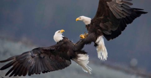 Bald eagles fighting in air