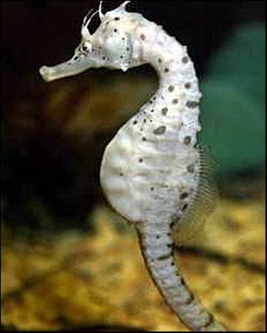 bigbelliedseahorse