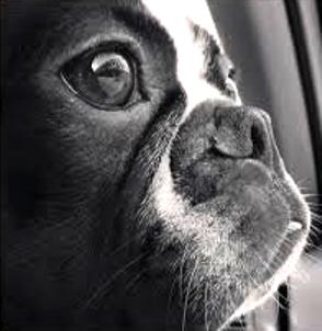 Boston Terrier closeup