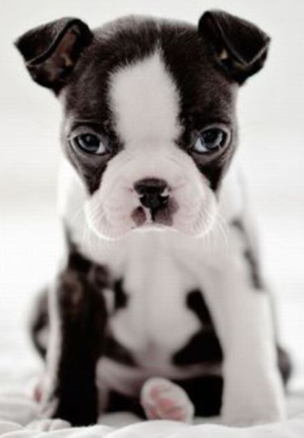Boston Terrier puppy
