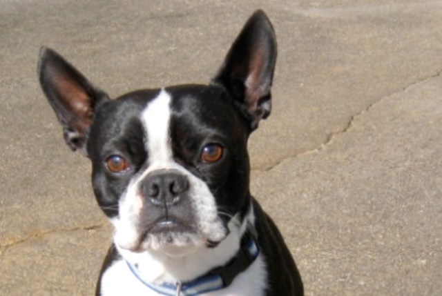 BostonTerrier Black and White