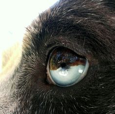 Catahoula cracked eye