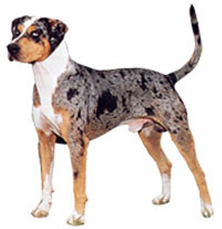 Catahoula Leopard Dog 1