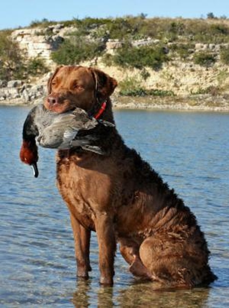 Chesapeake Bay Retriever - 2