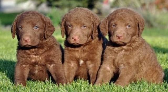 Chesapeake Bay Retriever pups