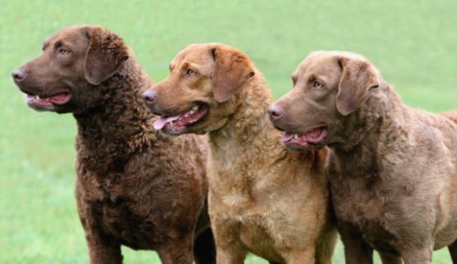 Chesapeake Bay Retrievers - 1
