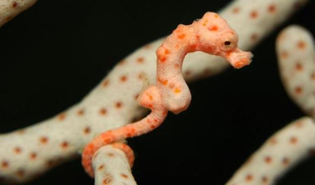 Denise Pygmy Seahorse Photo by Waterframe, Alamy