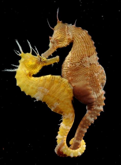 Lined Seahorse pair Photo by George Grall