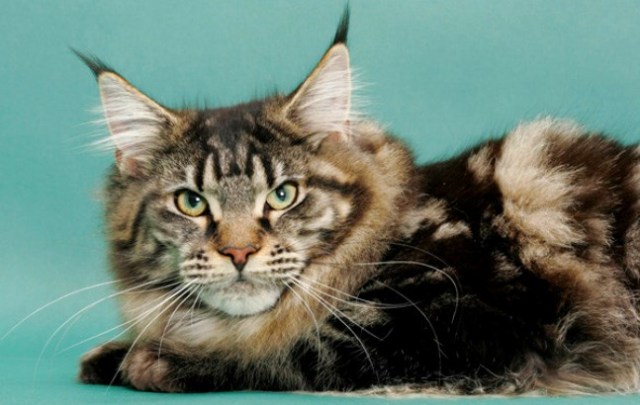 Main Coon Tabby with ear tufts