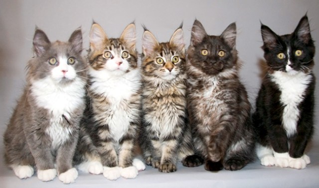 maine-coon-kittens