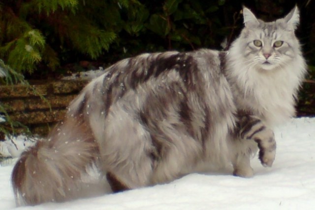 MaineCoonSilverTabby