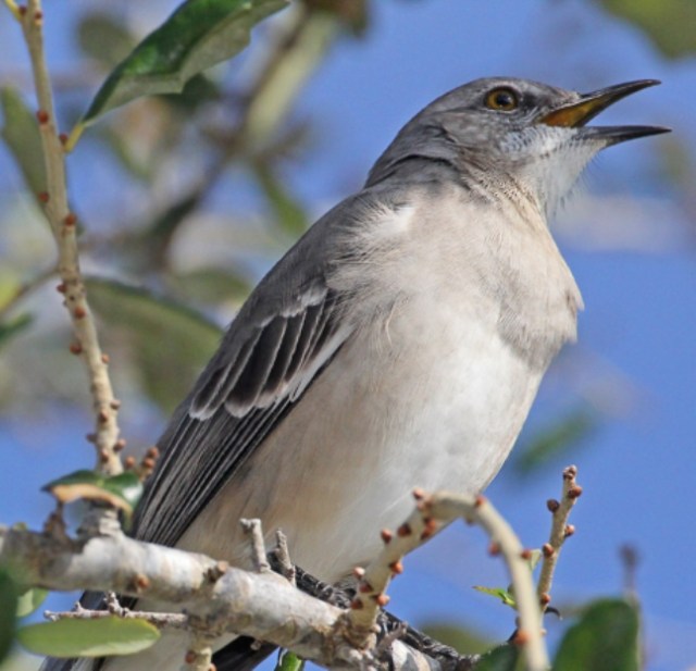 Northern Mockingbirds - "Magical Mimics and Neighborhood Bullies"