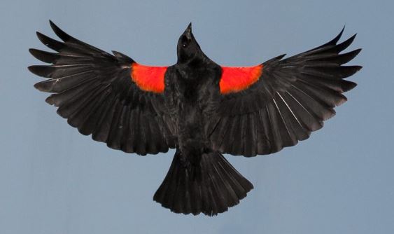 Red Winged Blackbird