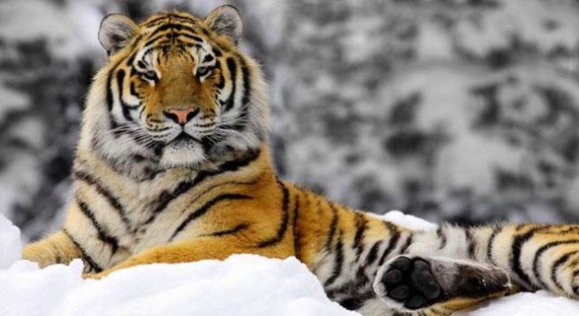 siberian-tiger