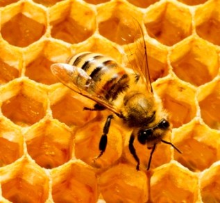 bee on honeycomb