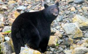BLACK BEAR clayoquot-sound Trip Advisor