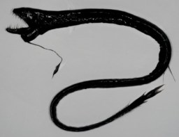 black dragonfish
