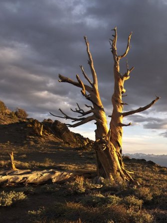 Bristlecone-Pine-Carol-Eller-2