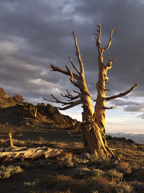 Bristlecone-Pine-Carol-Eller-2