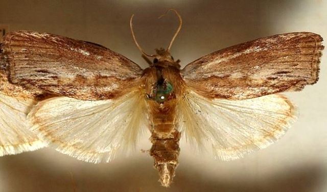 greater wax moth