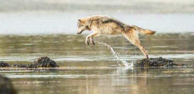 Sea Wolf