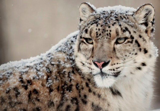 Snow-Leopard-
