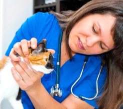 take-your-cat-to-the-vet-day