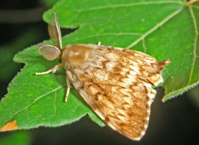 Wax Moth