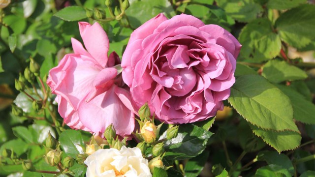 13585216_10209653979050138_7097859063783159423_o_Fotor