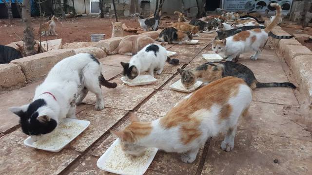 14192101_1663783543939273_1171393084593460038_n