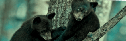 baby-black-bears-crop
