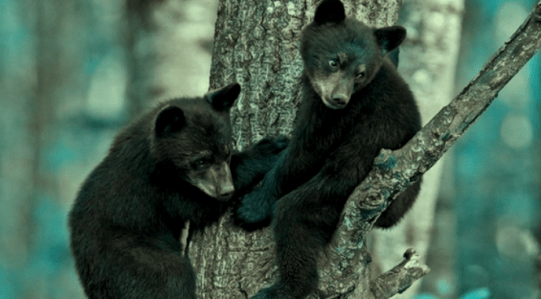 baby-black-bears