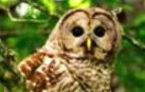 Barred Owl crop2