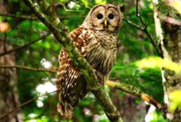 Barred Owl